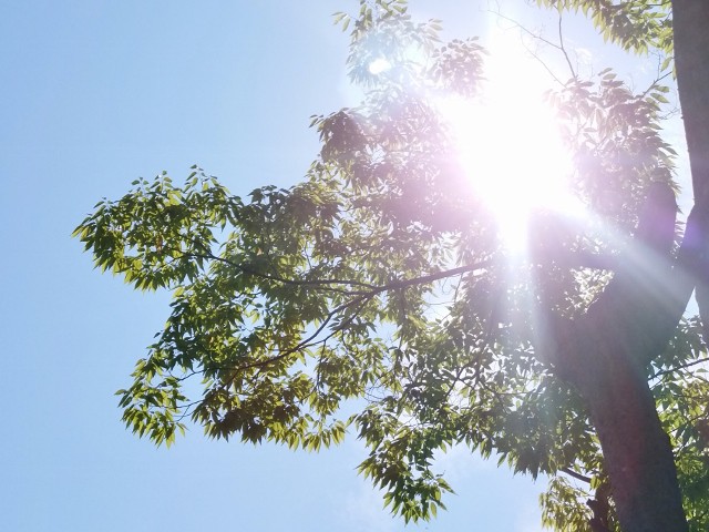 sunshine (640x480)